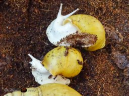 Haustiermesse am 1.03.2026